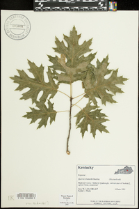 Quercus shumardii image