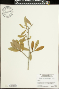 Quercus virginiana image