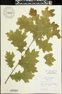 Quercus coccinea image