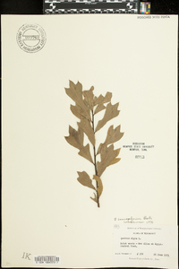 Quercus hemisphaerica image