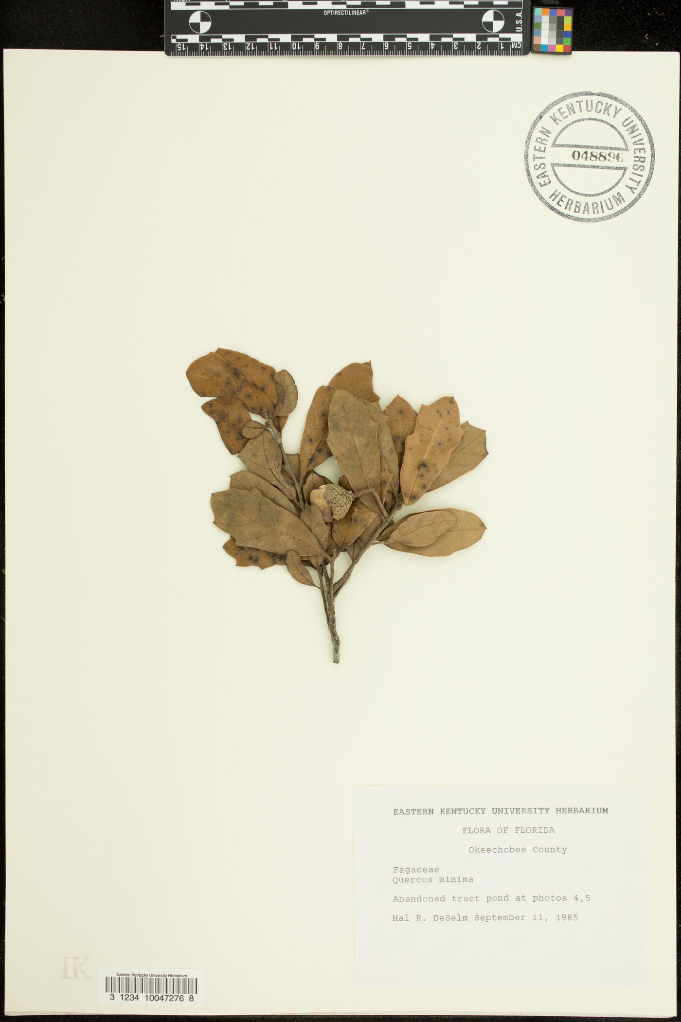 Quercus minima image