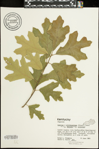 Quercus x willdenowiana image