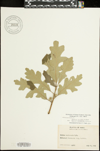 Image of Quercus mandanensis