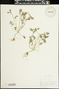 Corydalis flavula image