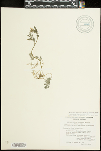 Corydalis flavula image