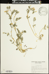 Corydalis flavula image