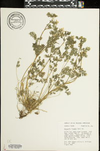 Corydalis flavula image