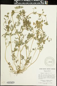 Corydalis flavula image