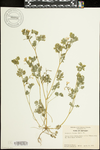 Corydalis flavula image