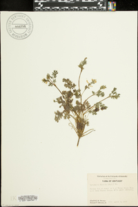 Corydalis flavula image