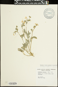 Corydalis flavula image