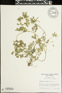 Corydalis flavula image