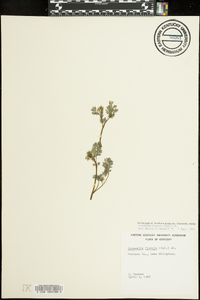 Corydalis flavula image