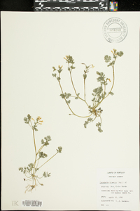 Corydalis flavula image