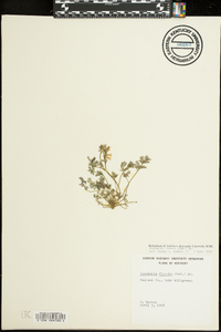 Corydalis flavula image