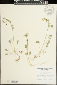 Corydalis flavula image