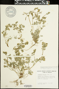 Cardamine angustata image