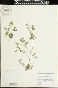 Corydalis flavula image