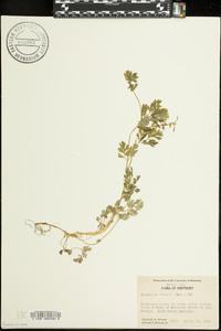 Corydalis flavula image