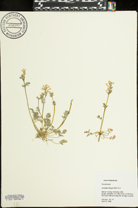 Corydalis flavula image