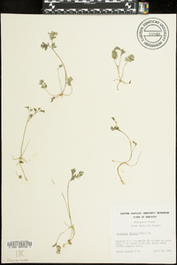 Corydalis flavula image