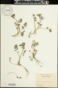 Corydalis flavula image