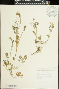 Corydalis flavula image