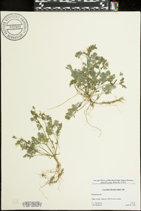 Corydalis flavula image