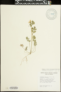 Corydalis flavula image