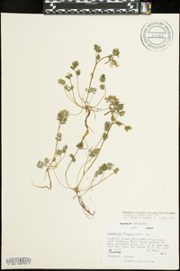 Corydalis flavula image