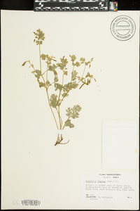 Corydalis flavula image