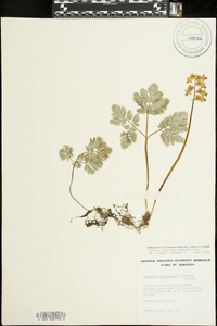 Dicentra canadensis image