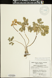 Dicentra canadensis image