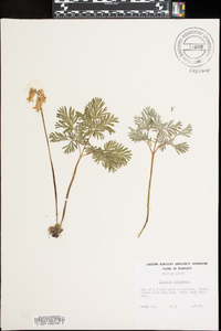 Dicentra canadensis image