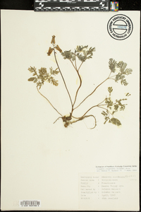 Dicentra canadensis image