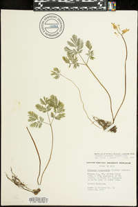 Dicentra canadensis image