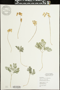 Dicentra canadensis image