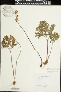 Dicentra cucullaria image