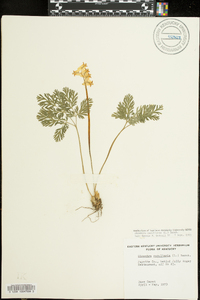 Dicentra cucullaria image