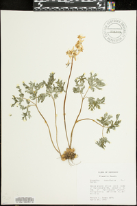 Dicentra cucullaria image