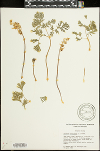 Dicentra cucullaria image