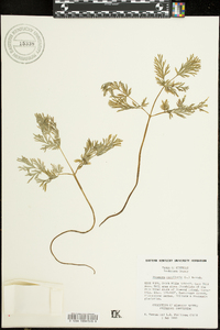 Dicentra cucullaria image