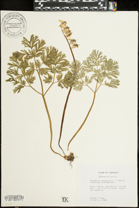 Dicentra cucullaria image