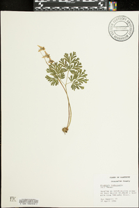 Dicentra cucullaria image