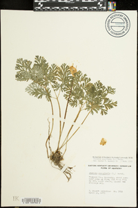 Dicentra cucullaria image