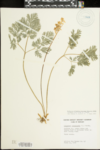 Dicentra cucullaria image