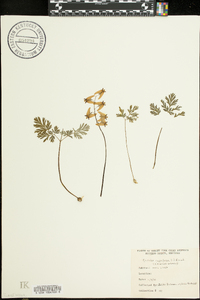 Dicentra cucullaria image