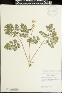 Dicentra cucullaria image