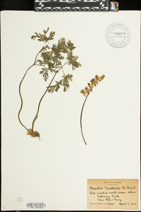 Dicentra cucullaria image