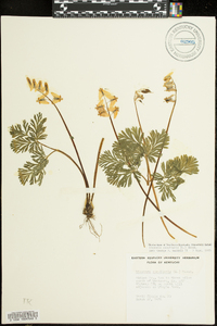 Dicentra cucullaria image